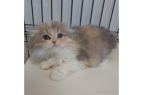 キャリコペルシャ様専用