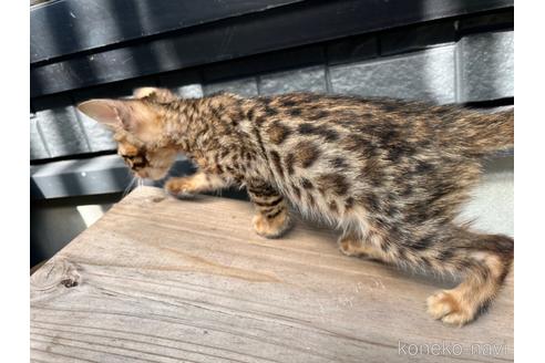 成約済の愛媛県のベンガル-36955の15枚目