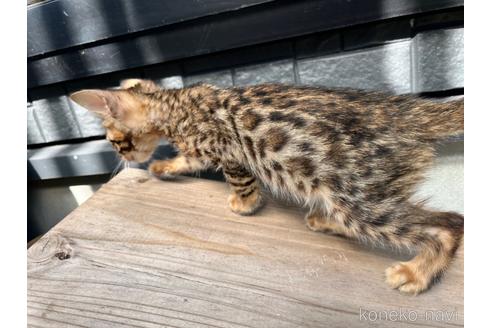 成約済の愛媛県のベンガル-36955の9枚目