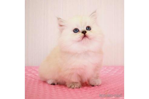 成約済の福岡県のミヌエット-38154の6枚目