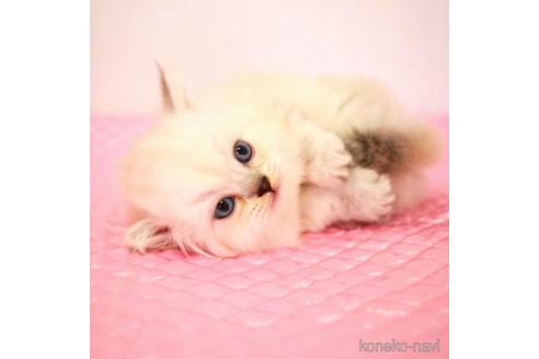 成約済の福岡県のミヌエット-38154の8枚目