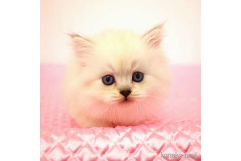 成約済の福岡県のミヌエット-38154の9枚目