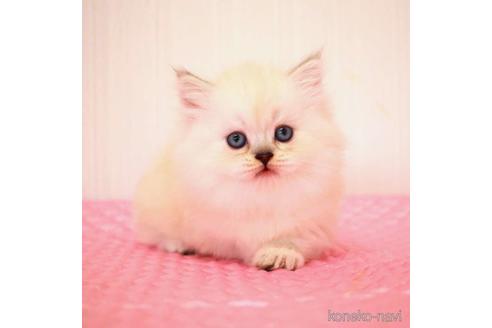 成約済の福岡県のミヌエット-38154の1枚目