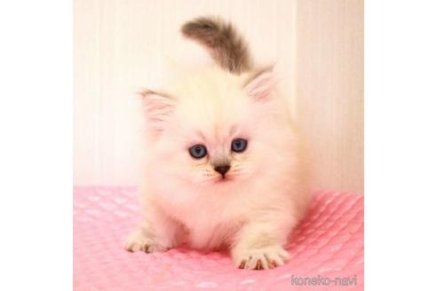 成約済の福岡県のミヌエット-38154の2枚目