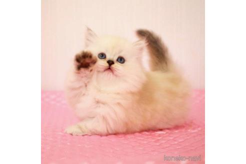 成約済の福岡県のミヌエット-38154の5枚目