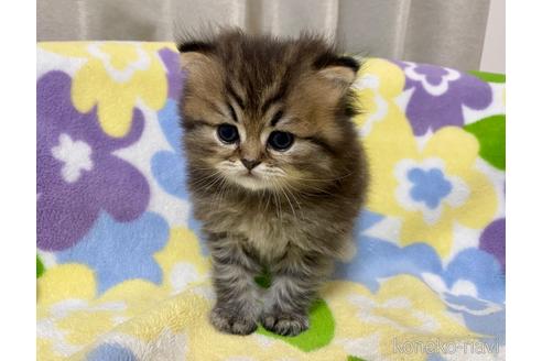 成約済の神奈川県のペルシャ(チンチラ)-37698の3枚目