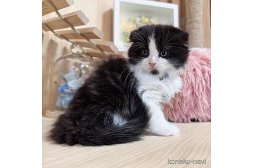 成約済の長野県のスコティッシュフォールド-38223の1枚目