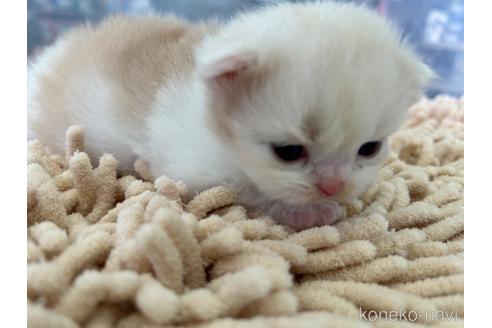 成約済の愛知県のスコティッシュフォールド-38232の10枚目