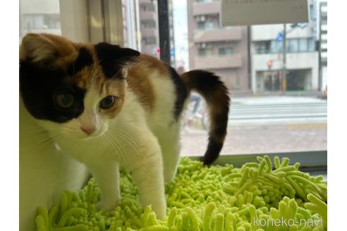 成約済の愛知県のスコティッシュフォールド-36420の2枚目