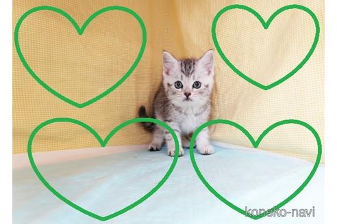 成約済の東京都のスコティッシュフォールド-38249の1枚目