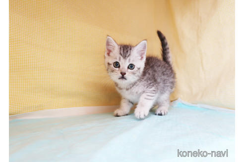 成約済の東京都のスコティッシュフォールド-38249の4枚目