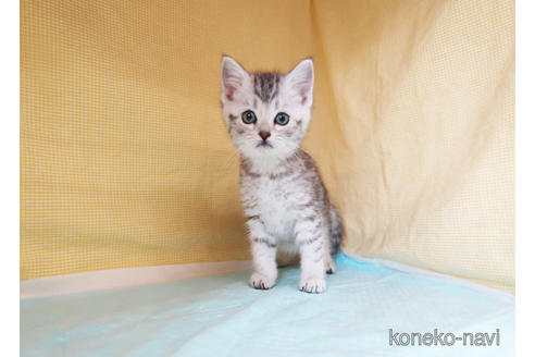 成約済の東京都のスコティッシュフォールド-38249の3枚目