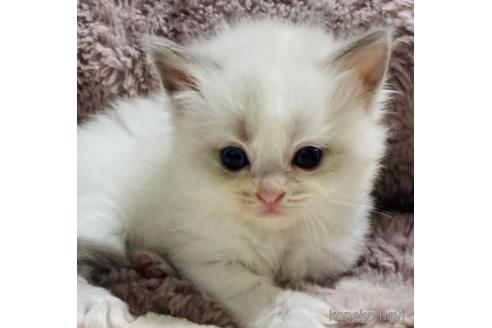 成約済の群馬県のラグドール-38266の1枚目