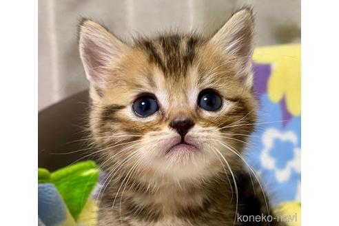 成約済の神奈川県のマンチカン-37700