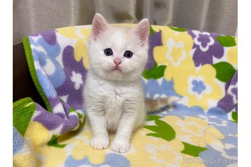 成約済の神奈川県のマンチカン-37702の5枚目