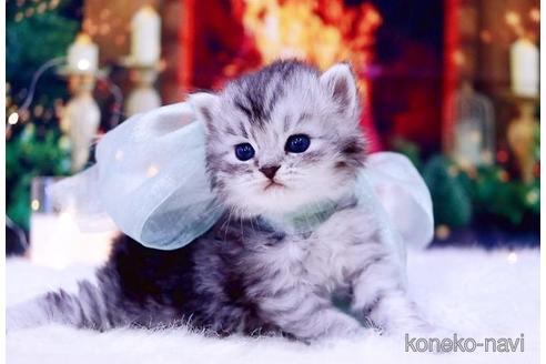 岐阜県のラガマフィン 男の子 22 10 05生まれ 美猫 子猫id 357 子猫ブリーダーナビ