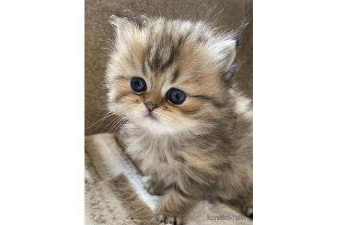 成約済の奈良県のペルシャ(チンチラ)-38377の4枚目