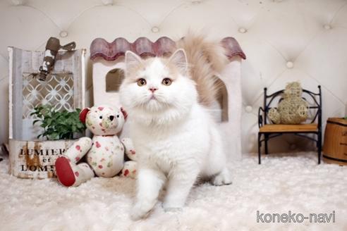 成約済の佐賀県のスコティッシュフォールド-35621