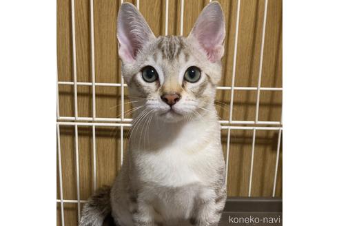 子猫販売なら子猫ブリーダーナビ 優良ブリーダーと出会えるサイト