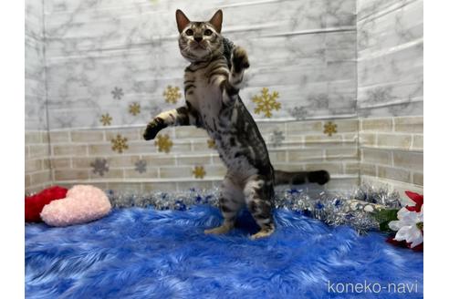 成約済の神奈川県のベンガル-22934の2枚目
