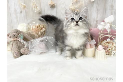 成約済の大阪府のサイベリアン-35561の2枚目