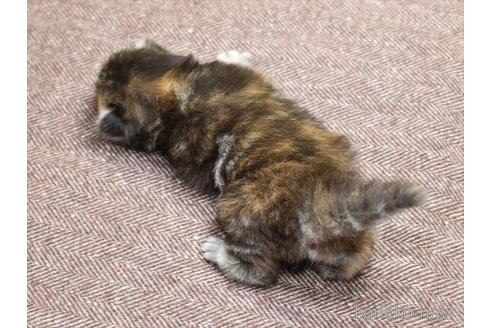 成約済の愛知県のマンチカン-38609の7枚目