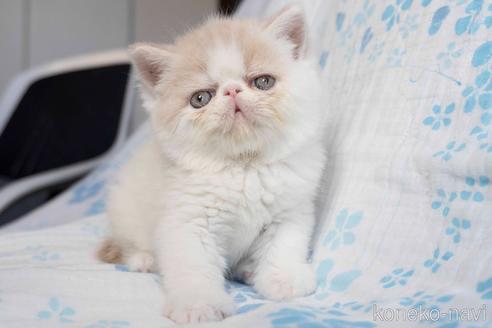 成約済の東京都のエキゾチックショートヘア-38667の15枚目