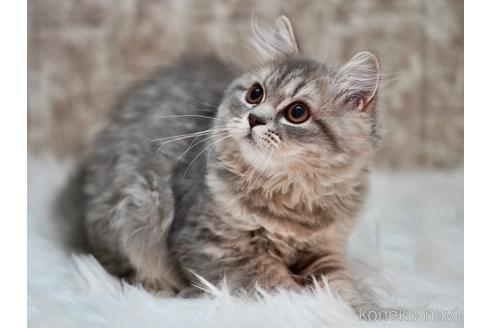 成約済の東京都のサイベリアン-33737の4枚目