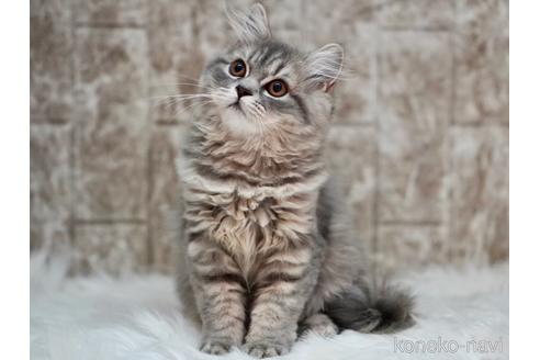 成約済の東京都のサイベリアン-33737の5枚目