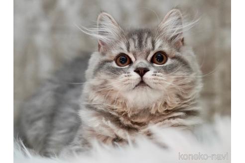 成約済の東京都のサイベリアン-33737の1枚目