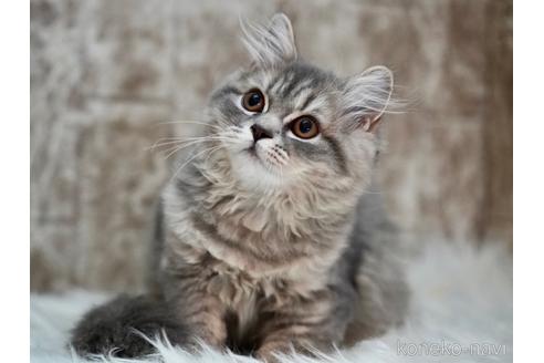 成約済の東京都のサイベリアン-33737の2枚目