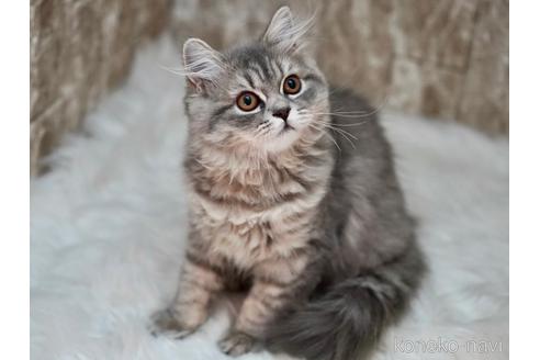 成約済の東京都のサイベリアン-33737の3枚目