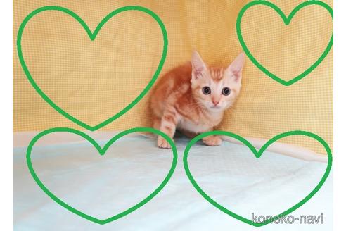 成約済の東京都のマンチカン-38820の1枚目