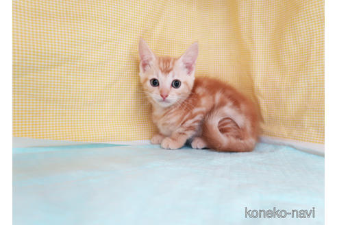 成約済の東京都のマンチカン-38820の2枚目