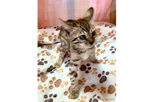 成約済の静岡県のベンガル-34447の20枚目