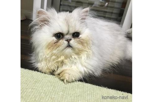 成約済の兵庫県のヒマラヤン-38862の2枚目