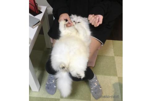 成約済の兵庫県のヒマラヤン-38862の4枚目