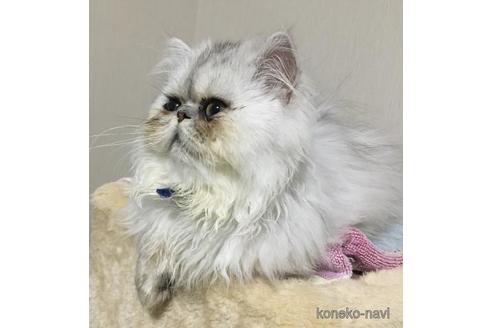 成約済の兵庫県のヒマラヤン-38862の5枚目