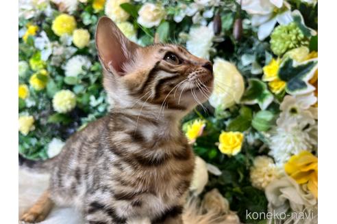 成約済の愛媛県のベンガル-36958の10枚目
