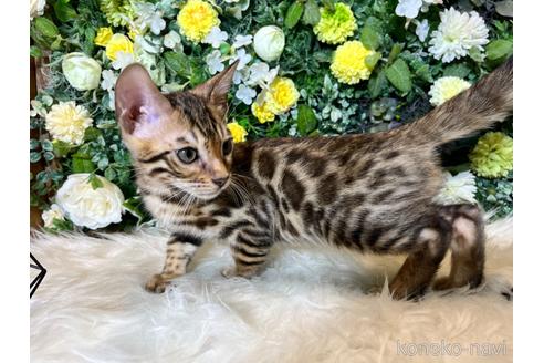 成約済の愛媛県のベンガル-36958の3枚目