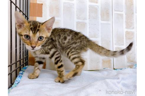 成約済の東京都のベンガル-38893の13枚目