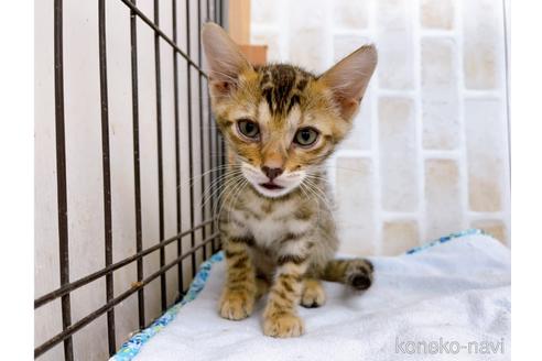 成約済の東京都のベンガル-38893の14枚目