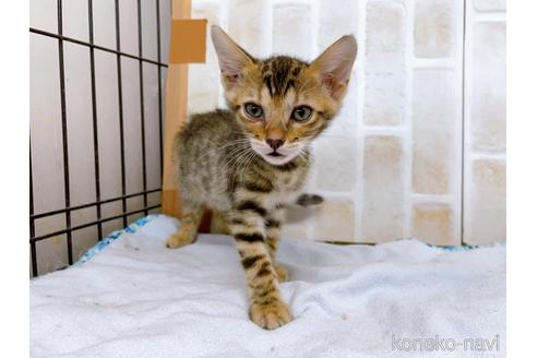 成約済の東京都のベンガル-38893の10枚目