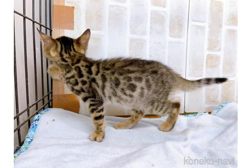 成約済の東京都のベンガル-38893の11枚目