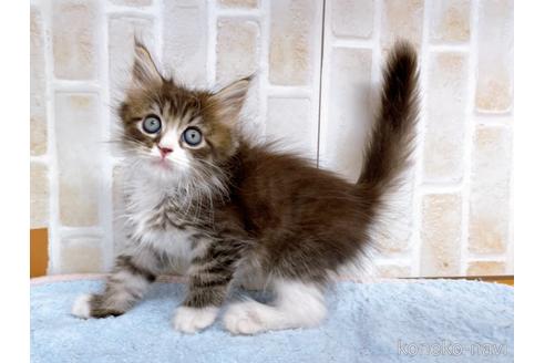 成約済の東京都のサイベリアン-38898の1枚目