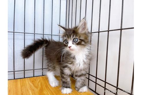 成約済の東京都のサイベリアン-38898の2枚目