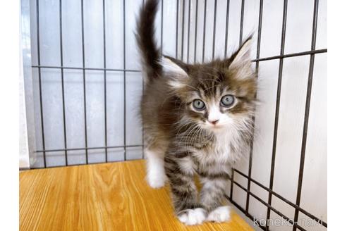 成約済の東京都のサイベリアン-38898の4枚目