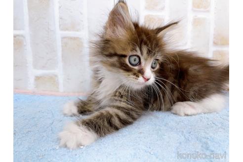 成約済の東京都のサイベリアン-38898の6枚目