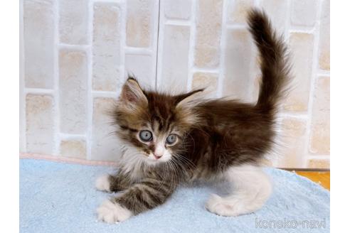 成約済の東京都のサイベリアン-38898の7枚目