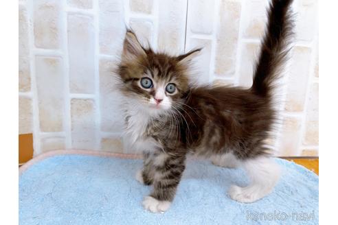 成約済の東京都のサイベリアン-38898の8枚目